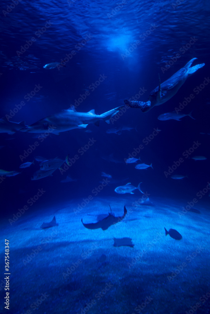 Fototapeta premium Tiger shark in the ocean surrounded by fish