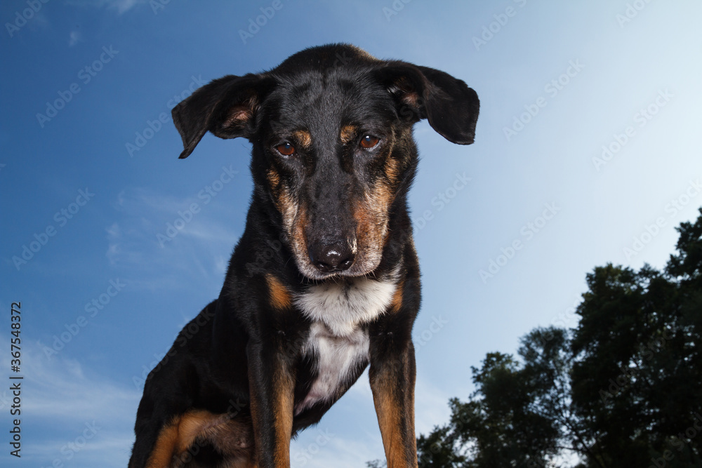 Beautiful black dog against blue sky Beautiful black dog against blue sky
