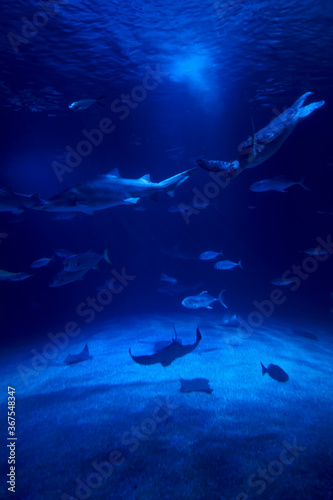 Tiger shark in the ocean surrounded by fish © Raul