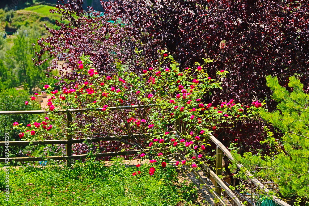 Fototapeta premium fondo con flores en un jardín de antigua casa de pueblo
