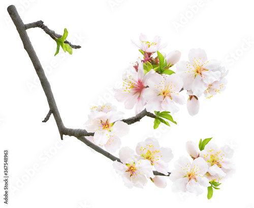 Print op canvas Isolated blooming almond