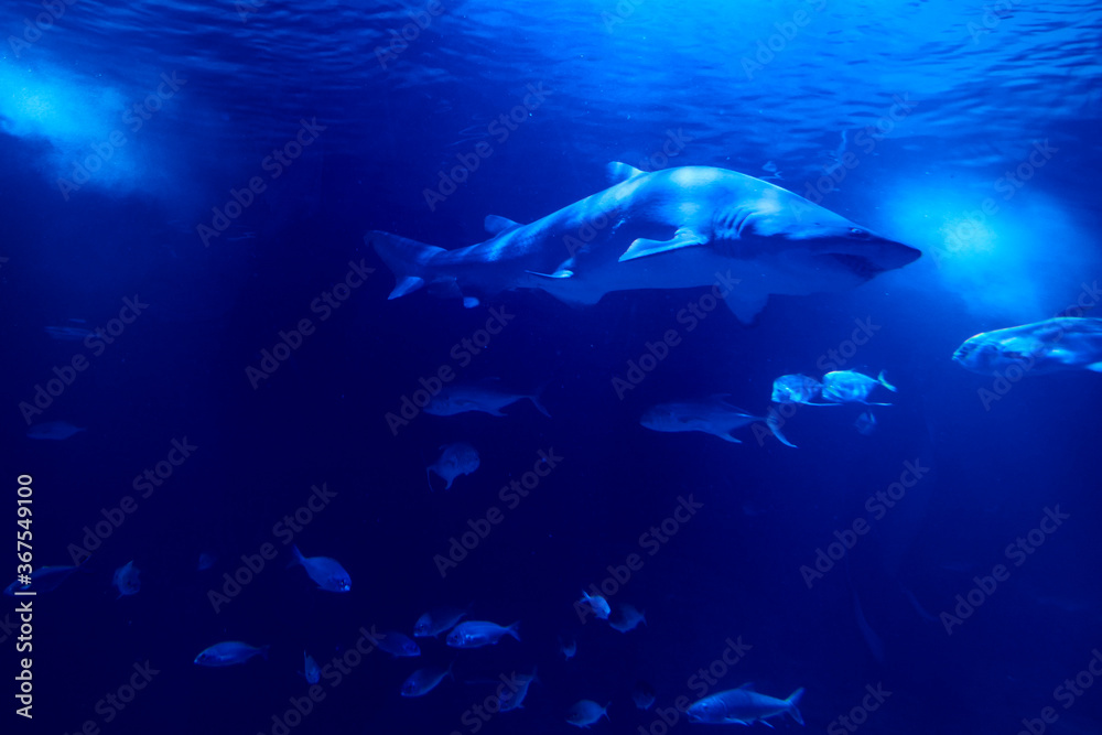 Tiger shark in the ocean surrounded by fish