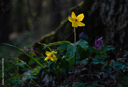 yellow flowers in the forest