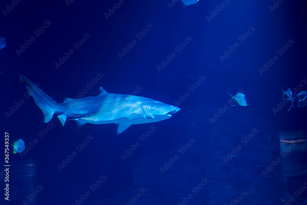 Tiger shark in the ocean surrounded by fish