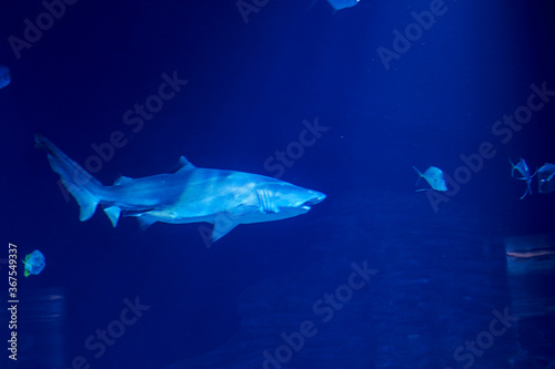 Tiger shark in the ocean surrounded by fish © Raul