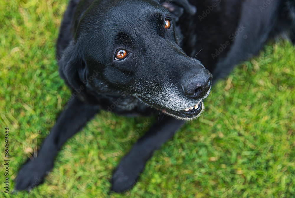 Shot of an Old black labrador looking up