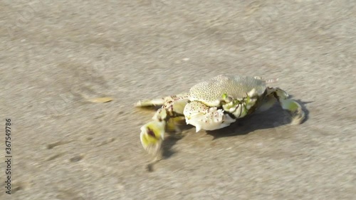 A Ghost (sand) Crab  runs along the sand and buries itself in the sand in the United Arab Emirates (Ocypode) photo