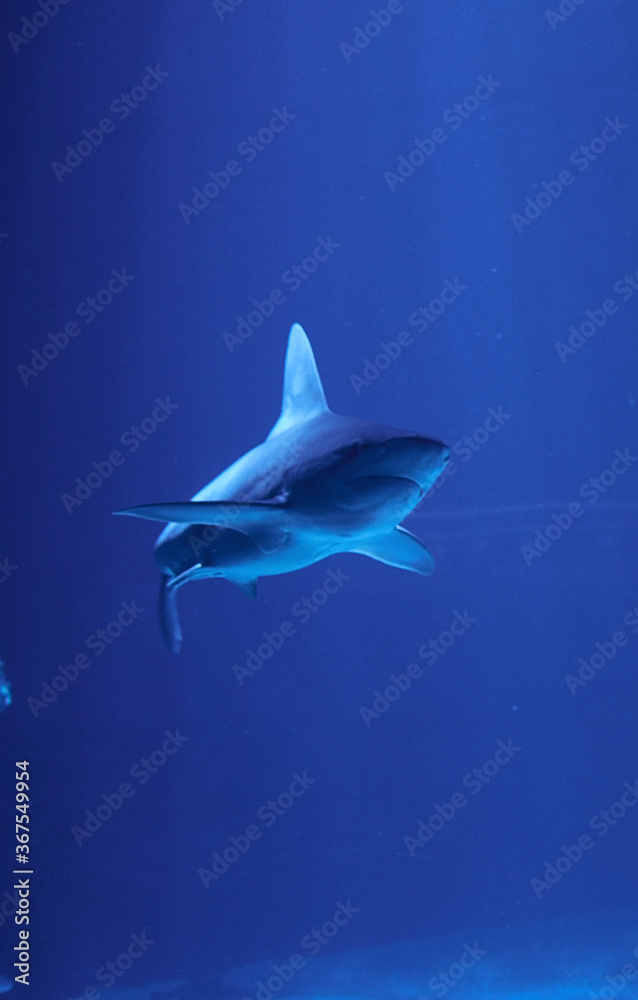 Obraz premium Gray shark swimming in the ocean