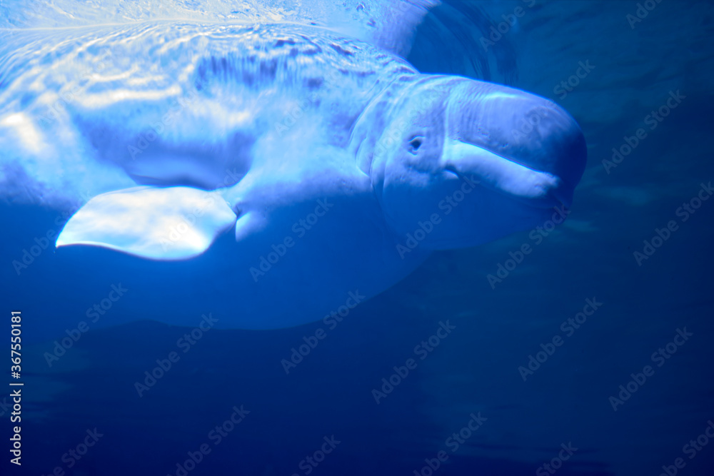 Fototapeta premium Lonely Beluga in the ocean,dark