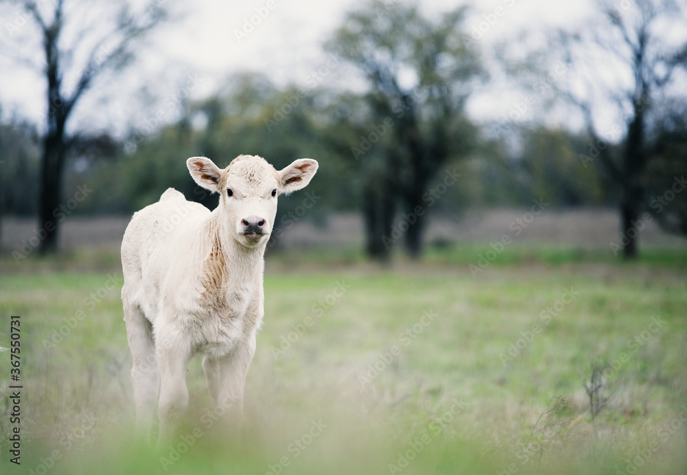 Inquisitive and curious Charolais calf in rural field with copy space on landscape background, beef cow farm concept. Inquisitive and curious Charolais calf in rural field with copy space on landscape background, beef cow farm concept.