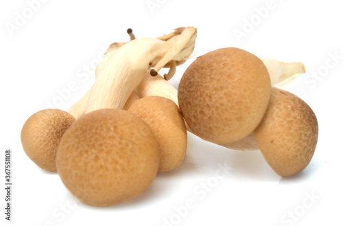 Brown beech mushrooms  Shimeji mushroom  Edible mushroom isolated on white background