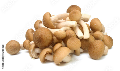 Brown beech mushrooms  Shimeji mushroom  Edible mushroom isolated on white background