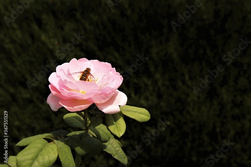 The bee with pink rose on green background.photo 