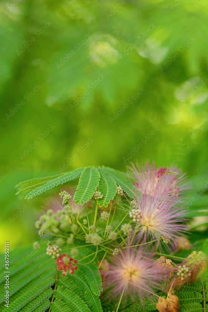 Fototapeta premium Mimosa tenuiflora pink flowering beautiful tree in Cyprus, Copy space