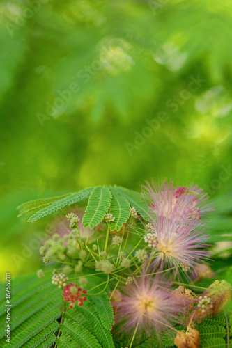 Mimosa tenuiflora pink flowering beautiful tree in Cyprus, Copy space photo