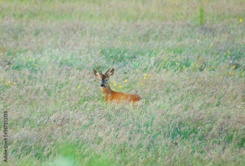 Roe Deer in summer meadow