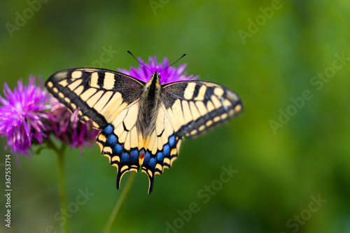 Schwalbenschwanz Papilio machaon Schmetterling Ritterfalter Papilionidae Farben Flügel Insekt Schönheit groß Fühler Blüte Bestäubung Makro Nahaufnahme Distel magenta Segelfalter Augenflecken