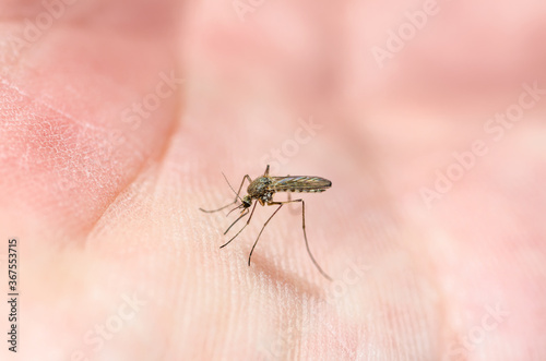 Dangerous Zika Infected Culex Mosquito Bite, Leishmaniasis, Encephalitis, Yellow Fever, Dengue, Mayaro Disease, Malaria, EEEV or EEE Virus Infectious Parasite Insect on Skin