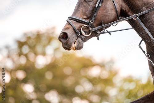Fototapeta Naklejka Na Ścianę i Meble -  Detail of horse during horse showjumping competition. Close up photo of horse accesories, saddle, bridle, stirrups.