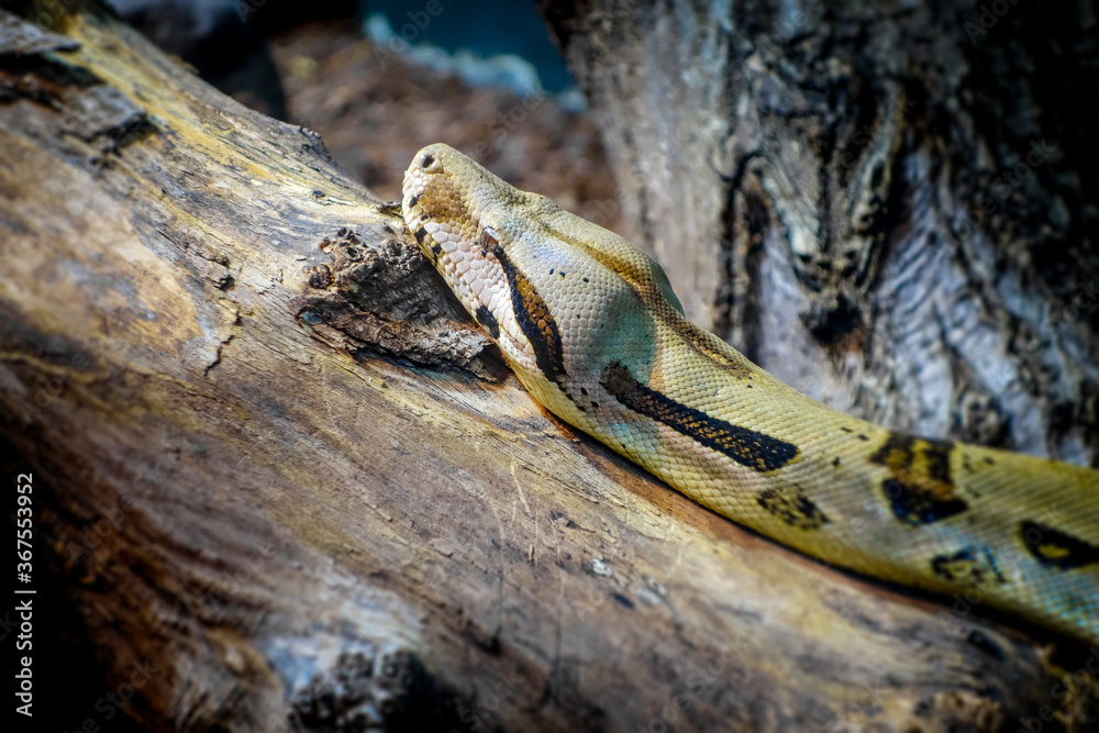 Madagascar boa in tropical forest Madagascar boa in tropical forest