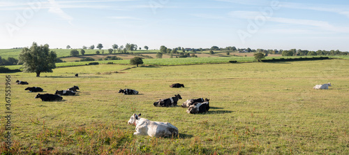 cows in the north of france near saint-quentin and valenciennes