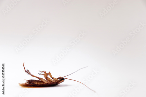Tableau sur toile cucaracha muerta
