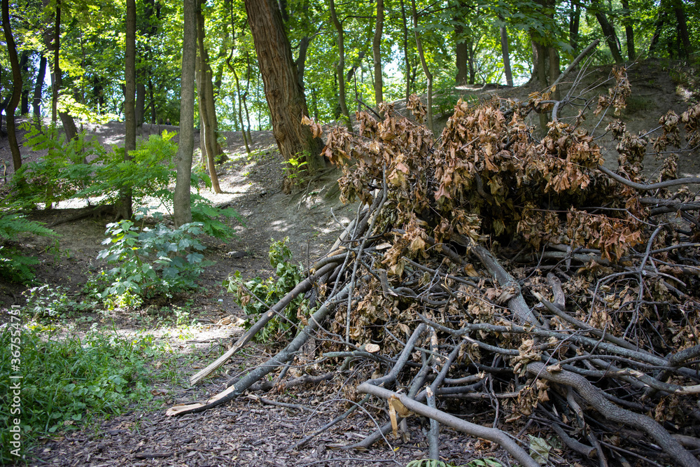 Remains after cutting down trees in the forest. Ecology, deforestation. Remains after cutting down trees in the forest. Ecology, deforestation.