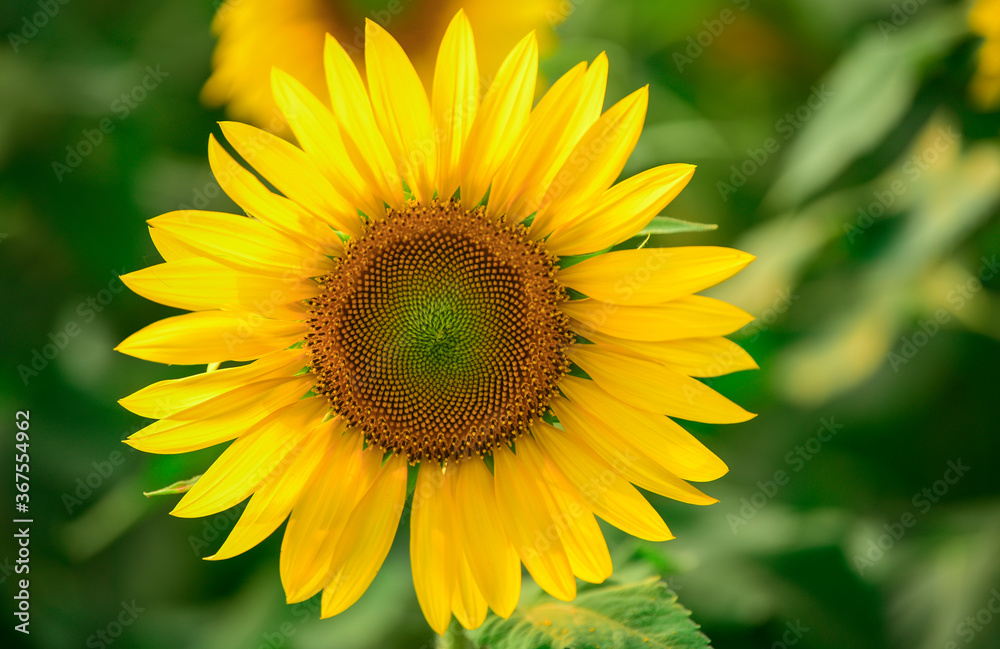 Field of sunflowers,Wonderful panoramic view field of sunflowers by summertime. Field of sunflowers,Wonderful panoramic view field of sunflowers by summertime.