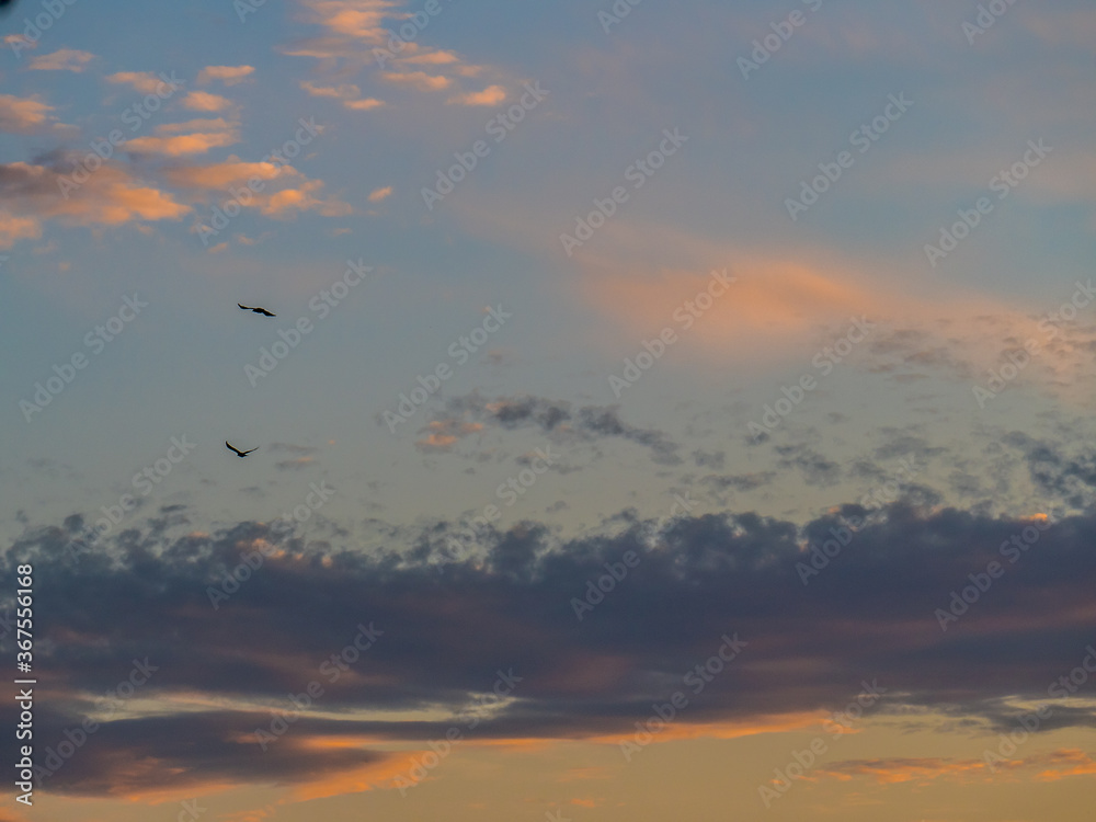 Vögel am Abendhimmel