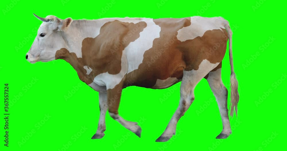 Red white bull runs on a transparent background. Cyclic animation. Green Screen. Can also use as a silhouette. Red white bull runs on a transparent background. Cyclic animation. Green Screen. Can also use as a silhouette.