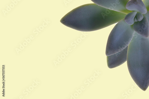 abstracción de hojas y plantas