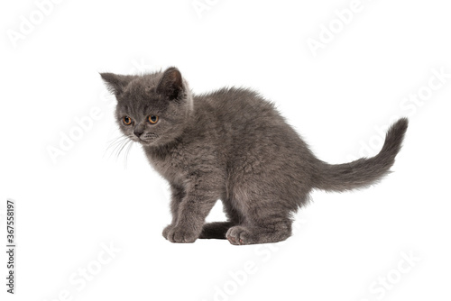 British shorthair kitten looking up isolated on white