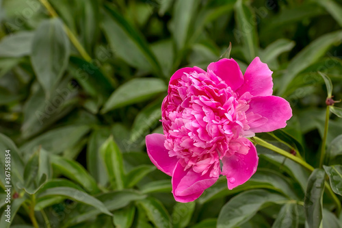 Pink peony flower blooms against a background of blurred flowers and leaves