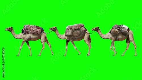 Camel train on a clean background. Isolated caravan from a camel with different goods. Green Screen
