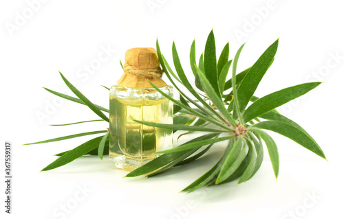Melaleuca (Tee Tree) Essential Oil Isolated on White Background.