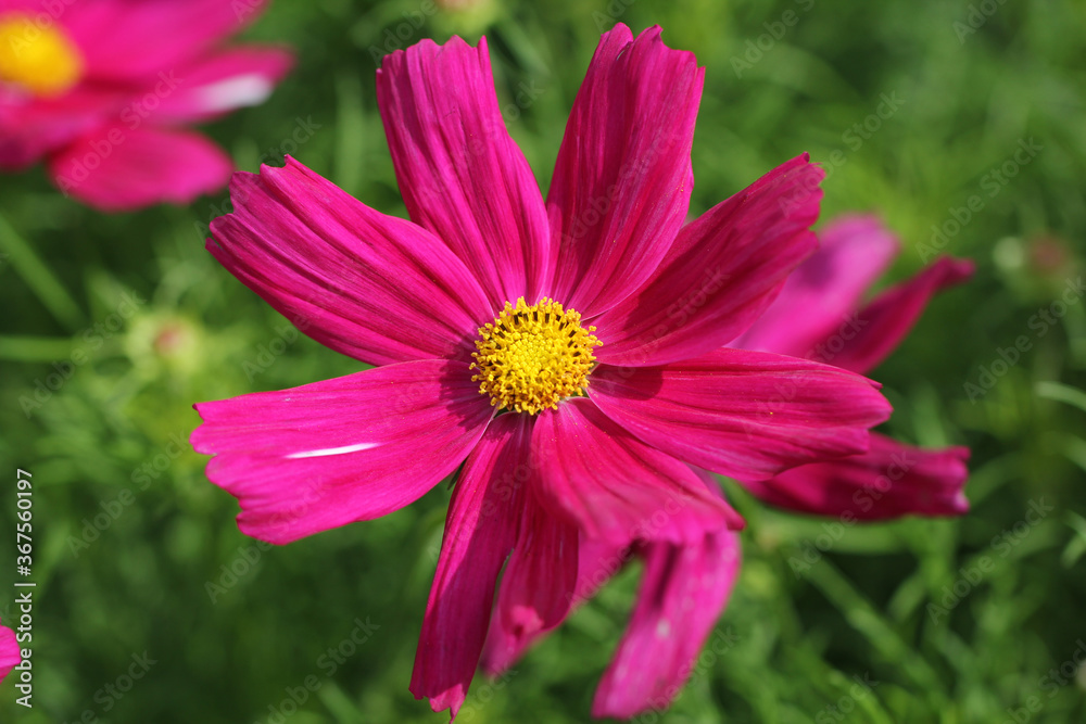 Beautiful nature red daisies in the morning backyard garden, backgrounds Beautiful nature red daisies in the morning backyard garden, backgrounds