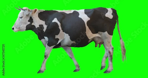 Black and white cow walking on a transparent background. Cyclic animation. Green Screen. Can also use as a silhouette.
