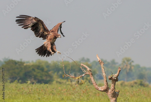 Eagle in flight
 photo