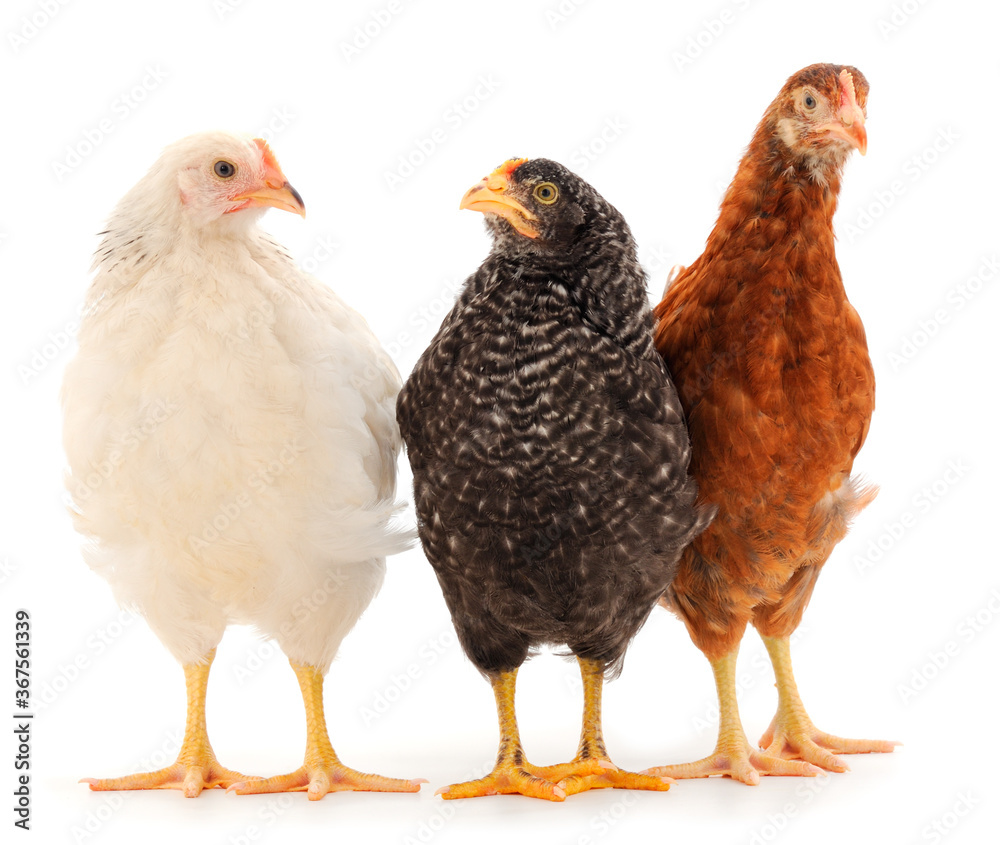 Three hen isolated.