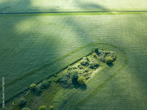Bild auf Leinwand Aerial drone view. Green cornfield in Ukraine.