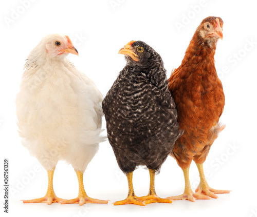 Three hen isolated.
