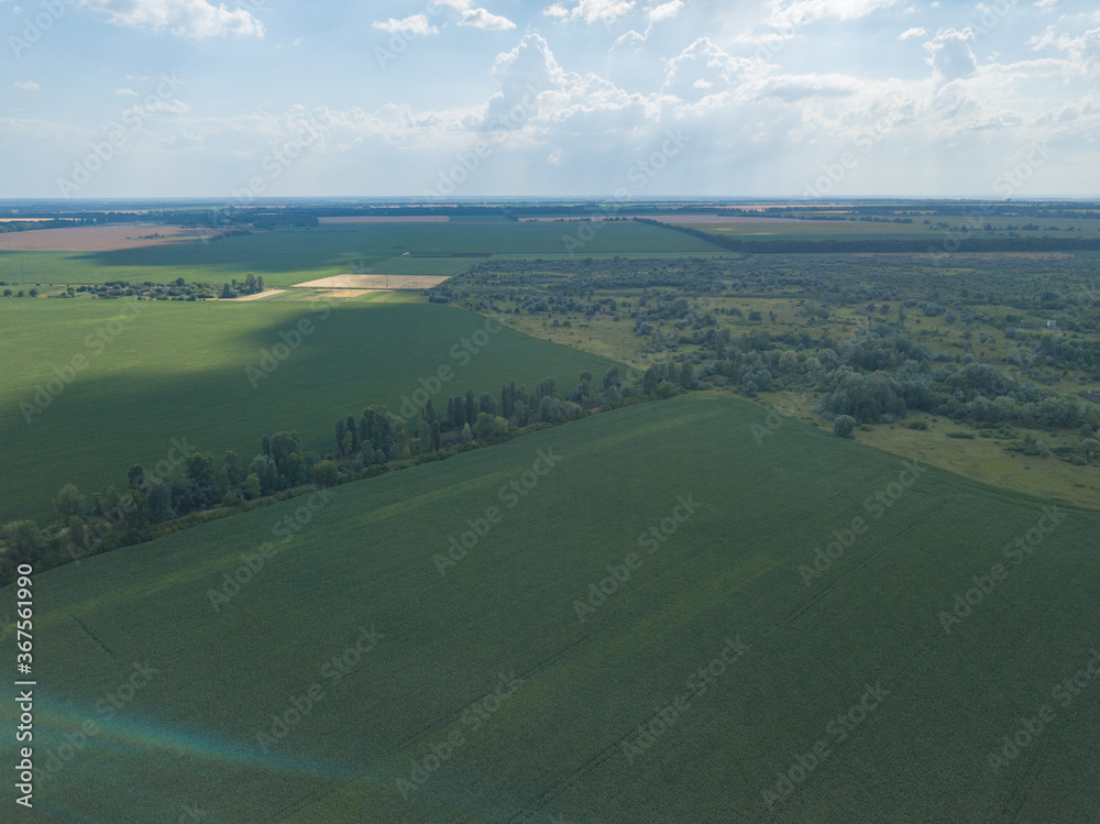 Aerial drone view. Green cornfield in Ukraine.