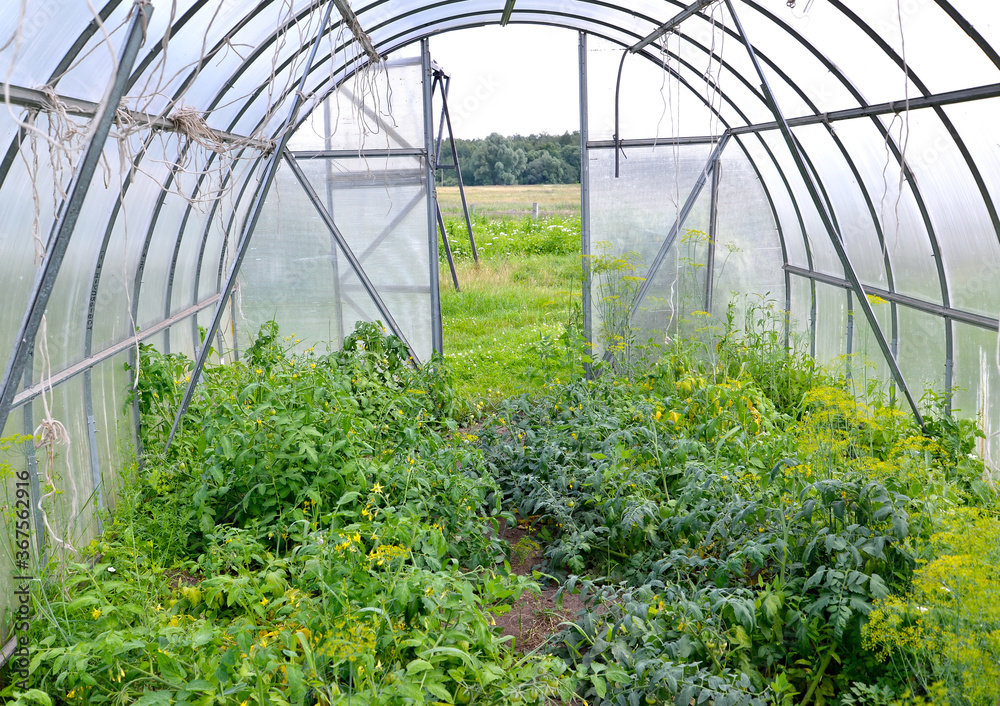Vegetable plants grow in a greenhouse of honeycomb polycarbonate Vegetable plants grow in a greenhouse of honeycomb polycarbonate