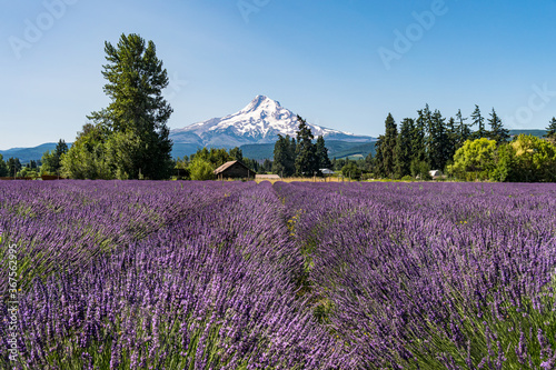 Rows of Lavender Fields in Full Bloom with snow capped in the background. Mt. Hood