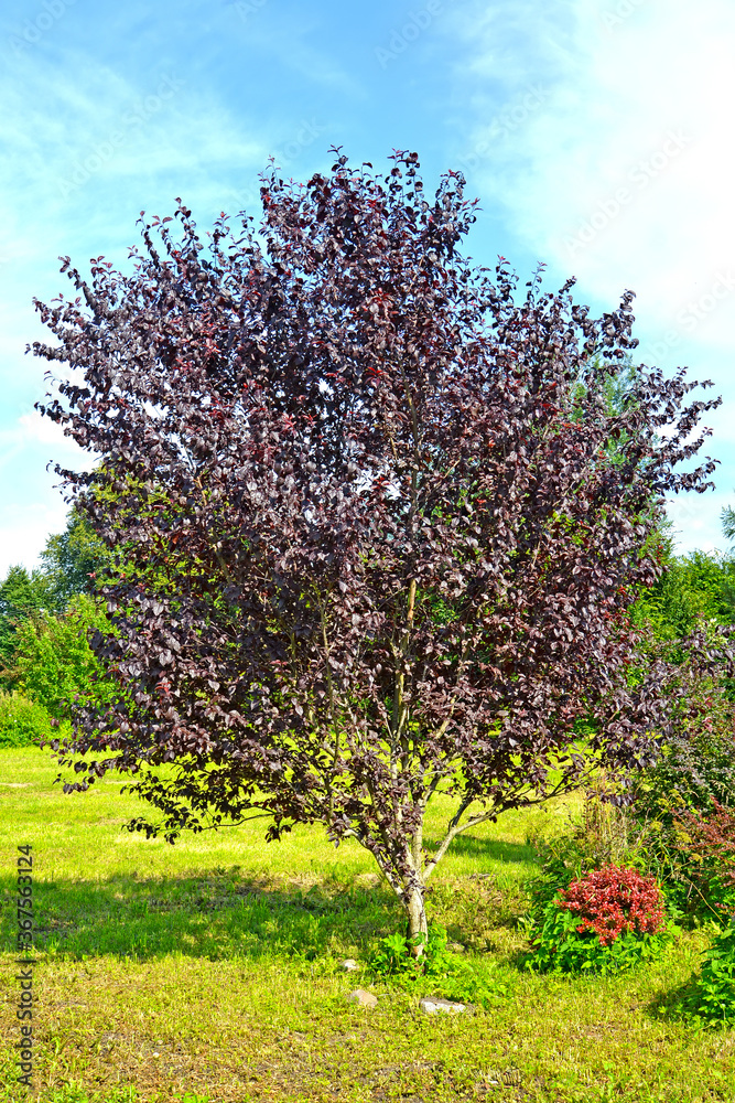 Red-leaved plum, Pissardi variety (Prunus cerasifera var. pissardii). General view of the tree