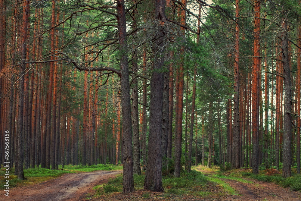 Obraz premium Two ways through the pine forest