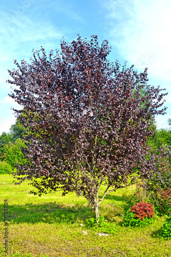 Red-leaved plum, Pissardi variety (Prunus cerasifera var. pissardii). General view of the tree photo