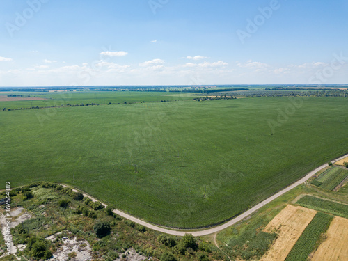 Green field of corn in the Ukrainian village.