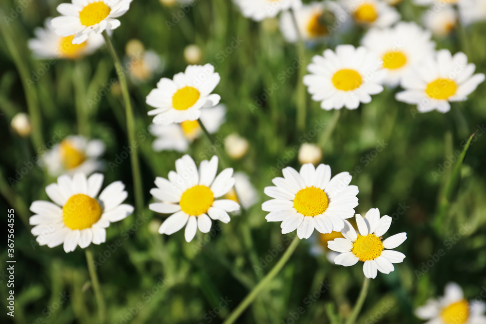 Closeup view of beautiful chamomile field on sunny day Closeup view of beautiful chamomile field on sunny day