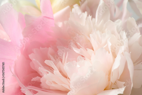 Beautiful blooming pink peony as background  closeup
